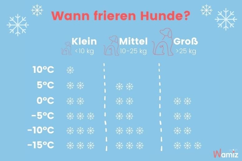 Wann Bekommen Hunde Ihre Tage wamiz.de
